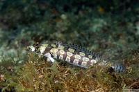 Parapercis tetracantha (Reticulated Sandperch)