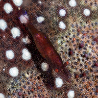 Zenopontonia soror (Sea Star Shrimp)