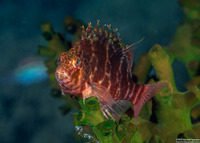 Cirrhitichthys aprinus (Threadfin Hawkfish)