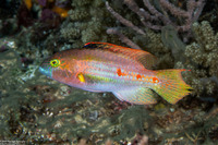 Oxycheilinus bimaculatus (Twospot Wrasse)