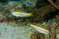 Halichoeres hartzfeldii (Goldstripe Wrasse)
