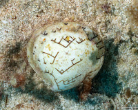 Lioconcha castrensis (Zigzag Venus)