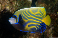 Pomacanthus imperator (Emperor Angelfish)