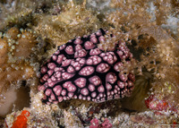 Phyllidiopsis fissurata (Phyllidiopsis Fissurata)
