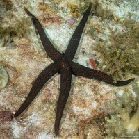 Nardoa galatheae (Brown Mesh Sea Star)