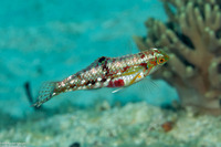 Halichoeres nebulosus (Nebulous Wrasse)