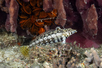 Parapercis cylindrica (Sharpnose Sandperch)
