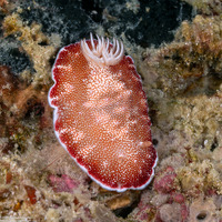 Chromodoris reticulata (Reticulated Chromodoris)