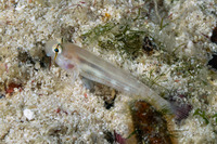 Gnatholepis anjerensis (Eyebar Goby)