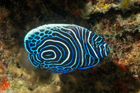 Pomacanthus imperator (Emperor Angelfish)