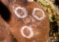 Heliopora coerulea (Blue Coral)