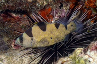Pogonoperca punctata (Spotted Soapfish)