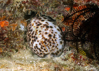 Cypraea tigris (Tiger Cowry)