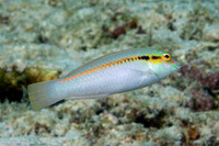 Halichoeres scapularis (Zigzag Wrasse)