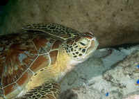 Chelonia mydas (Green Sea Turtle)