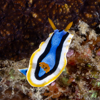 Chromodoris annae (Anna's Chromodoris)