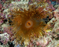 Pseudocorynactis sp.2 (Pseudocorynactis sp.2)