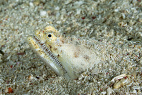 Brachysomophis crocodilinus (Crocodile Snake Eel)