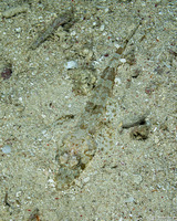 Thysanophyrs celebica (Celebes Flathead)