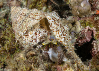 Dardanus lagopodes (Dark Knee Hermit Crab)