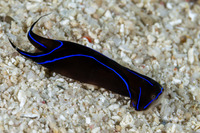Chelidonura varians (Blue Edge Headshield Slug)