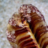 Porcellanella haigae (Haig's Porcelain Crab)