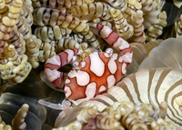 Lissocarcinus laevis (Harlequin Swimming Crab)