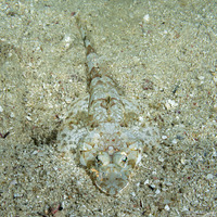 Thysanophyrs celebica (Celebes Flathead)