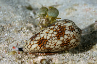 Conus textile (Textile Cone)