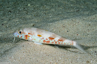Mulloidichthys flavolineatus (Yellowstripe Goatfish)