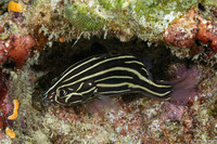 Grammistes sexlineatus (Six-Lined Soapfish)
