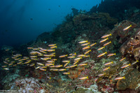 Lutjanus biguttatus (Twospot Snapper)