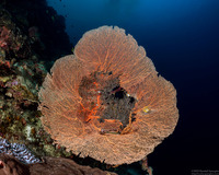 Annella mollis (Giant Sea Fan)