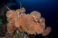 Annella mollis (Giant Sea Fan)