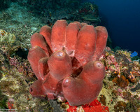 Theonella swinhoei (Brown Tube Sponge)
