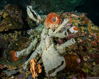 Callyspongia sp.3 (Callyspongia sp.3)