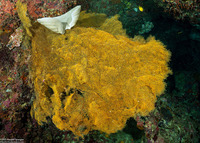 Antipathes sp.3 (Antipathes sp.3)