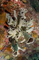 Callyspongia sp.3 (Callyspongia sp.3)