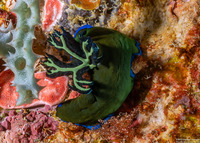 Tambja morosa (Gloomy Nudibranch)