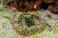 Heteractis aurora (Beaded Sea Anemone)