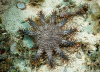 Acanthaster solaris (Crown-of-Thorns Star)