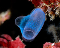 Rhopalaea crassa (Rhopalaea Crassa)