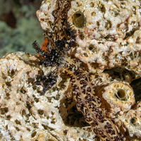 Opheodesoma grisea (Serpent Sea Cucumber)