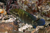Cephalopholis microprion (Freckled Grouper)