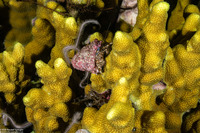 Porites attenuata (Mustard Branched Coral)