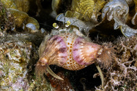 Calliactis polypus (Hermit Crab Anemone)