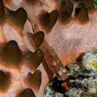 Siphamia corallicola (Coral Siphonfish)