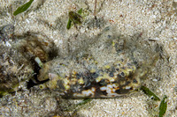 Lentigo lentiginosus (Freckled Conch)