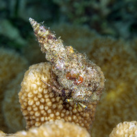Dardanus lagopodes (Dark Knee Hermit Crab)