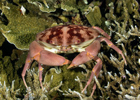 Carpilius convexus (Convex Crab)
